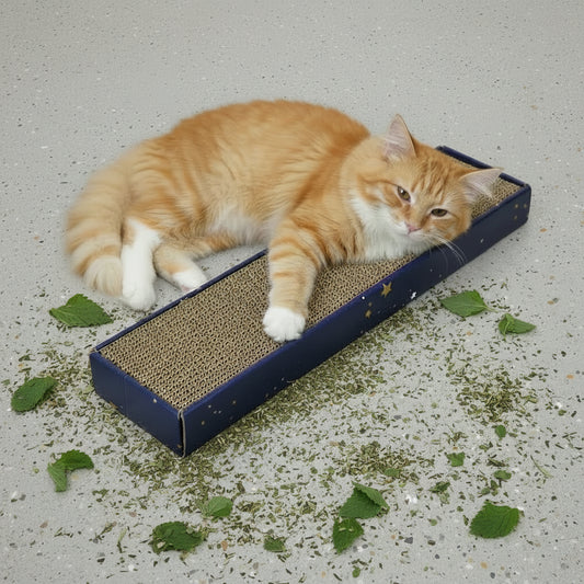 Cat laying on a Pawise corrugated cat scratcher with blue packaging and catnip