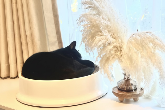 Black cat sleeping in a white pet bed by a window with decorative pampas grass.