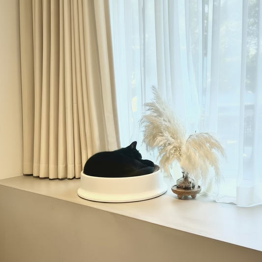 Black cat sleeping in a white pet bed by a window with decorative pampas grass.