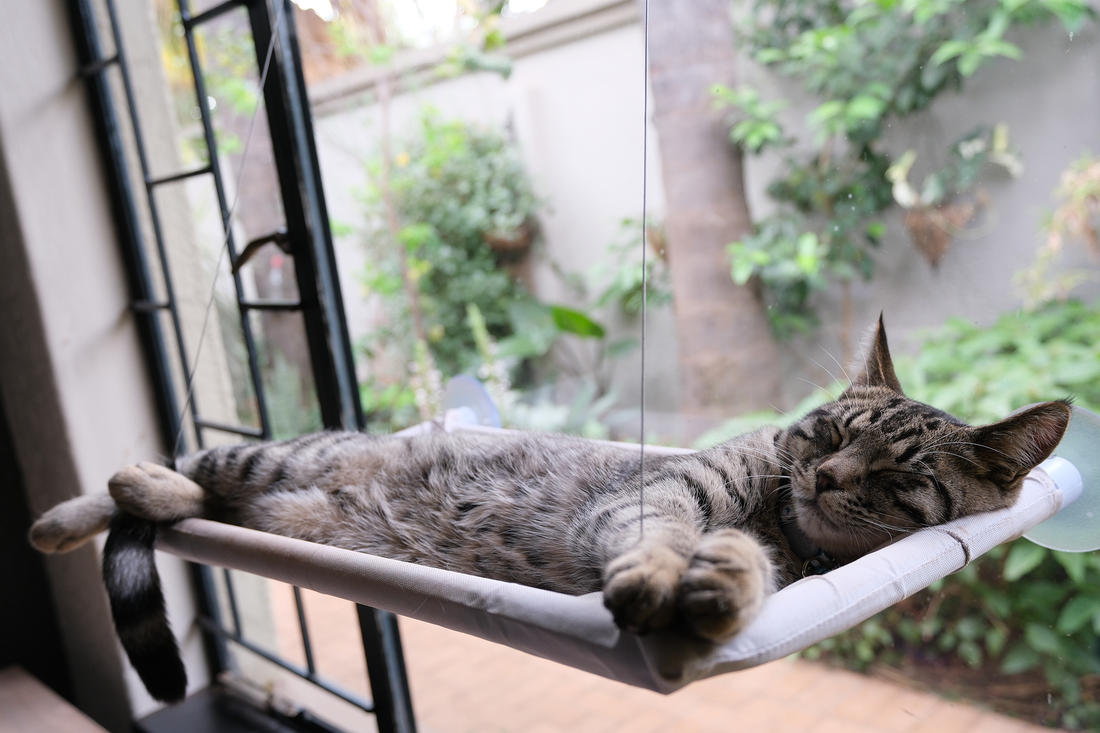 Complete Guide to Choosing Cat Beds in South Africa