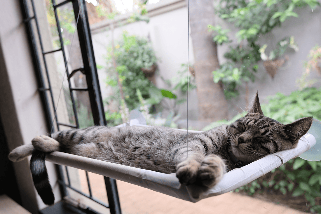 Complete Guide to Choosing Cat Beds in South Africa - The Apartment Cat