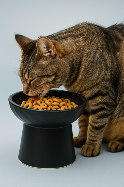 elevated ceramic pet bowl with slanted design for cats