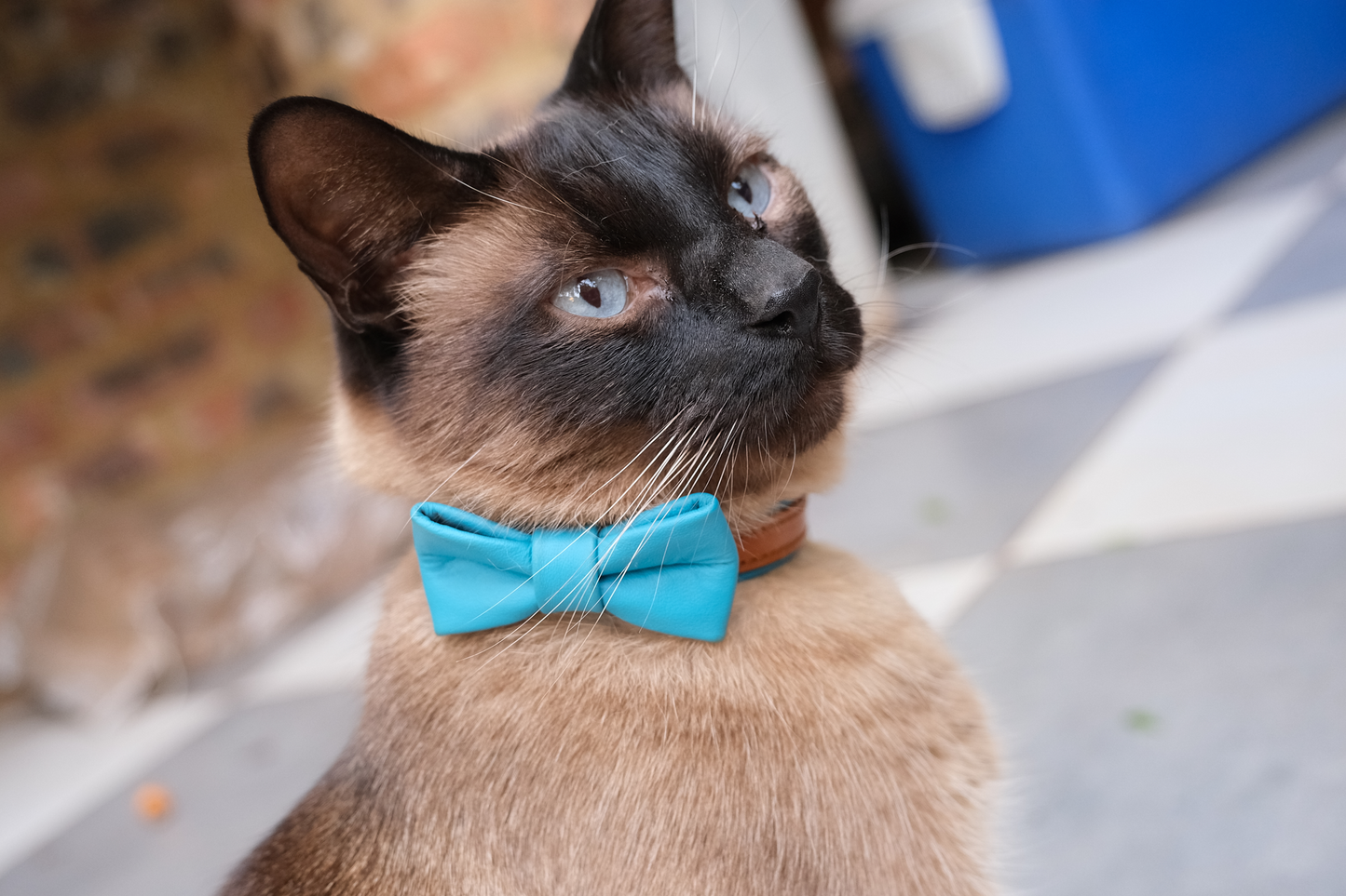 Leather Cat Collar with Bowtie & Bell | The Rosetta Ruby