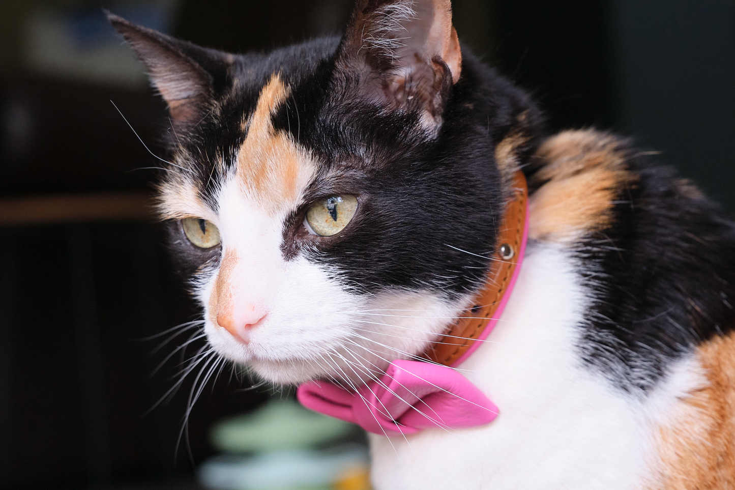 Leather Cat Collar with Bowtie & Bell | The Rosetta Ruby