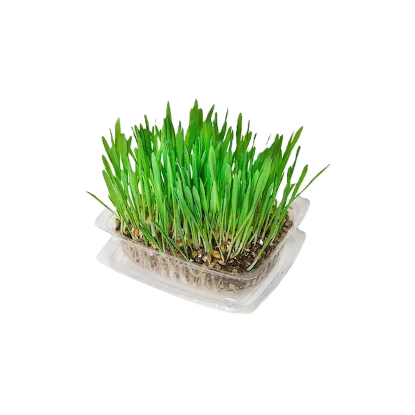 Kunduchi Super Grass Pet Grass Growing Kit | Operation Greenhouse