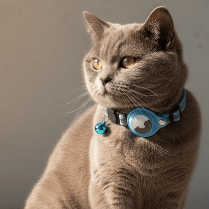 Cat wearing a blue tracking collar with a round AirTag holder and dangling charm