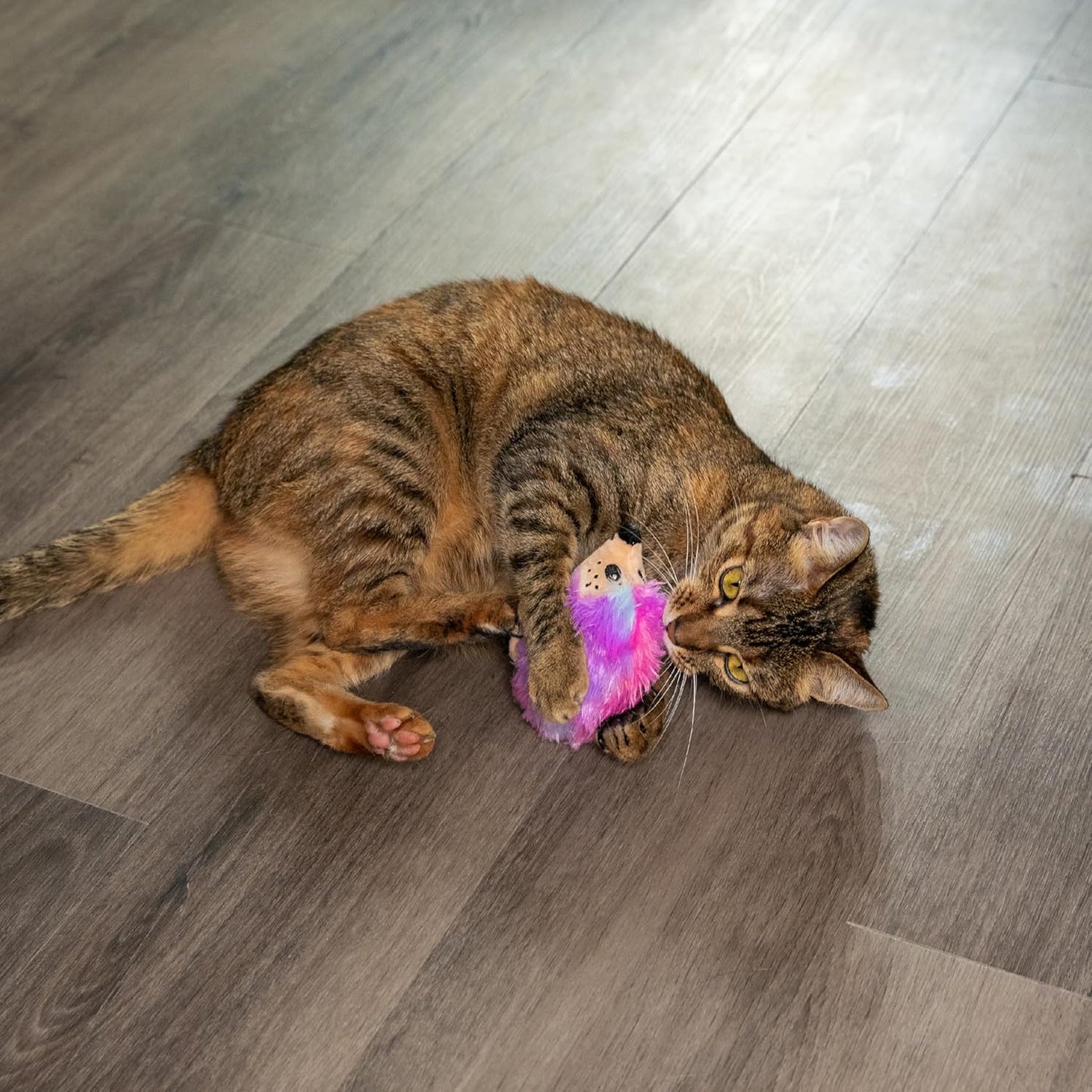 Cat playing with a pink and purple toy on a wooden floor