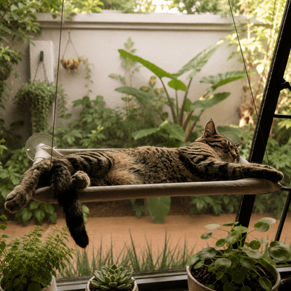 Soft-grey cat window perch with fabric hammock and clear suction cups, cat resting