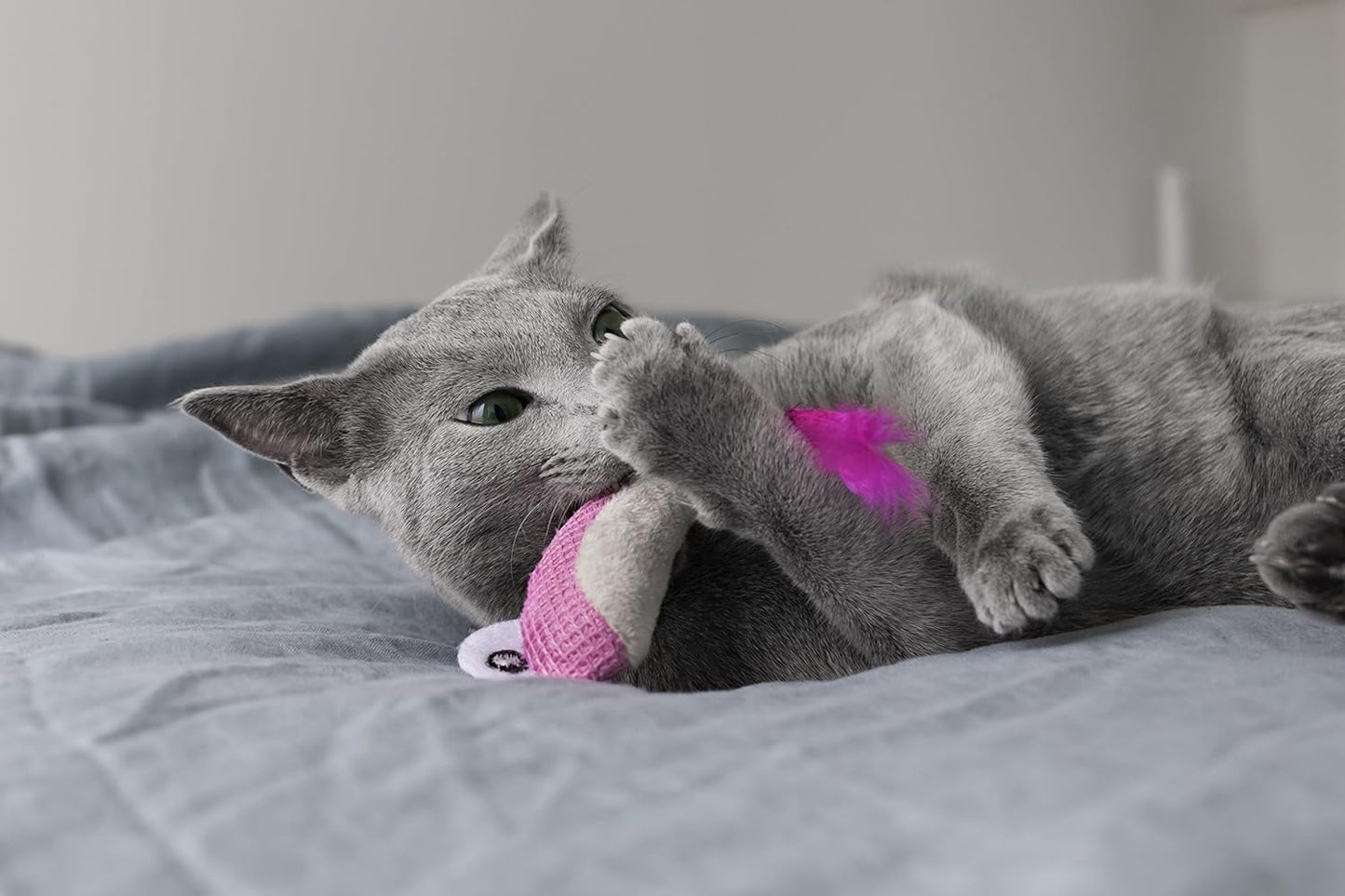 Gray cat playing with an interactive pink crinkle toy on a bed