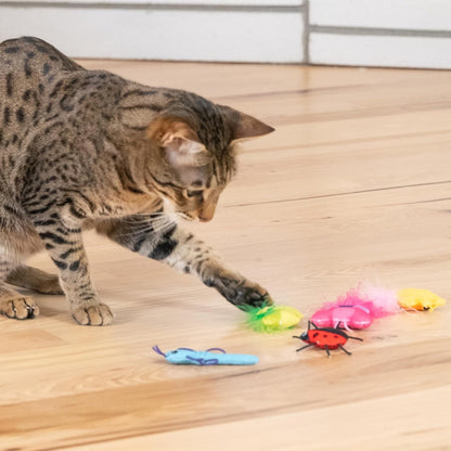 Cat playing with colorful cat toys on a wooden floor