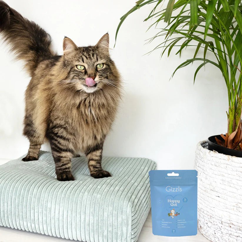 Blue Gizzls Happy Gut soft cat treats pouch beside a cat on a blanket