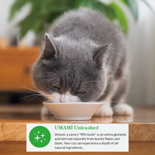 Gray cat eating from small white bowl of creamy broth with visible fish-flake texture