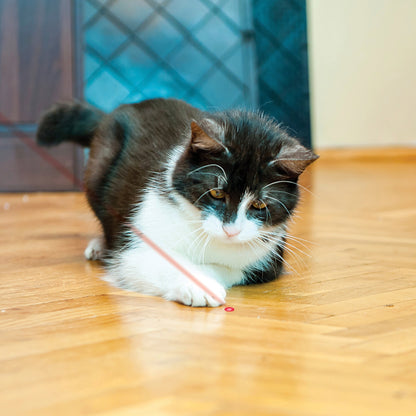 Black and white cat stalking a red laser dot on a wooden floor during interactive play with the KONG Laser Cat Toy.