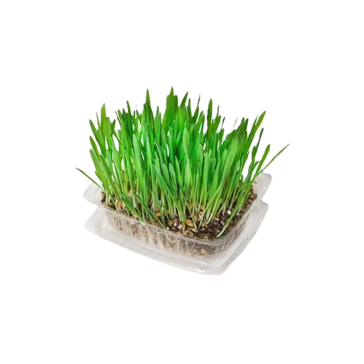 Kunduchi Super Grass Pet Grass Growing Kit — alternate product view