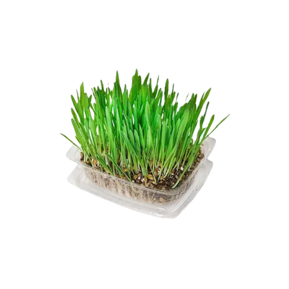 Kunduchi Super Grass Pet Grass Growing Kit — alternate product view