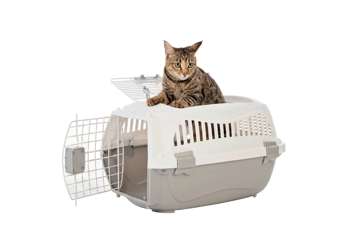M-PETS Giro Carrier with cat sitting inside and top door open