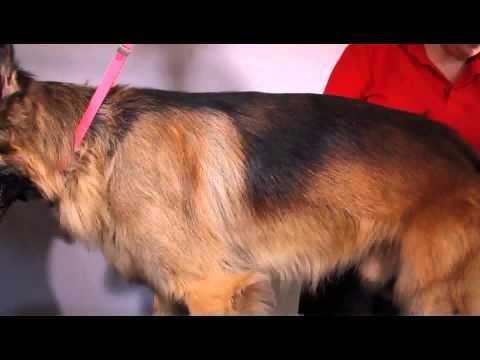 Mikki Soft Pin Slicker grooming guide