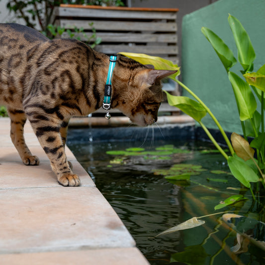 Cat wearing a teal Rogz AlleyCat reflective breakaway safety collar with bell outdoors