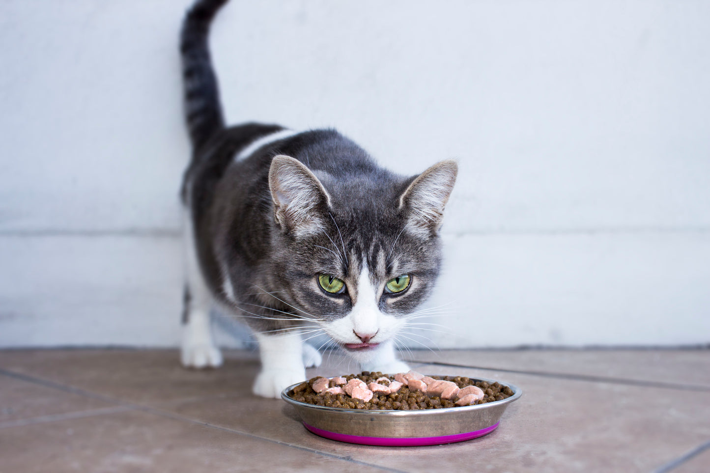Cat eating from Rogz Anchovy stainless steel cat bowl with pink silicone base