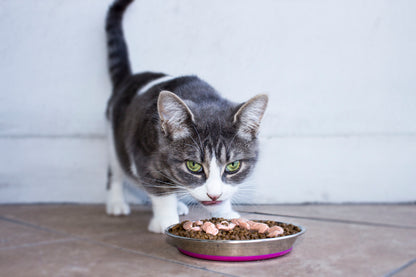 Cat eating from Rogz Anchovy stainless steel cat bowl with pink silicone base
