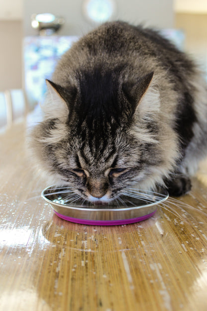 Cat drinking water from Rogz Anchovy stainless steel cat bowl with pink silicone base