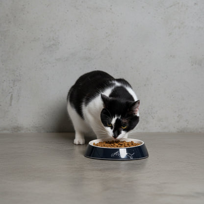 Cat eating from a Rogz Fishcake melamine cat bowl