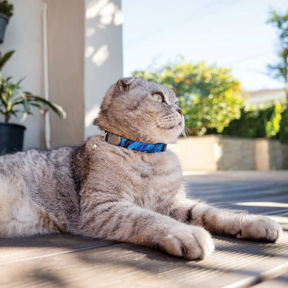 Grey cat wearing a Rogz FusionCat Classic Safety Collar in Geo Blue while lying outdoors