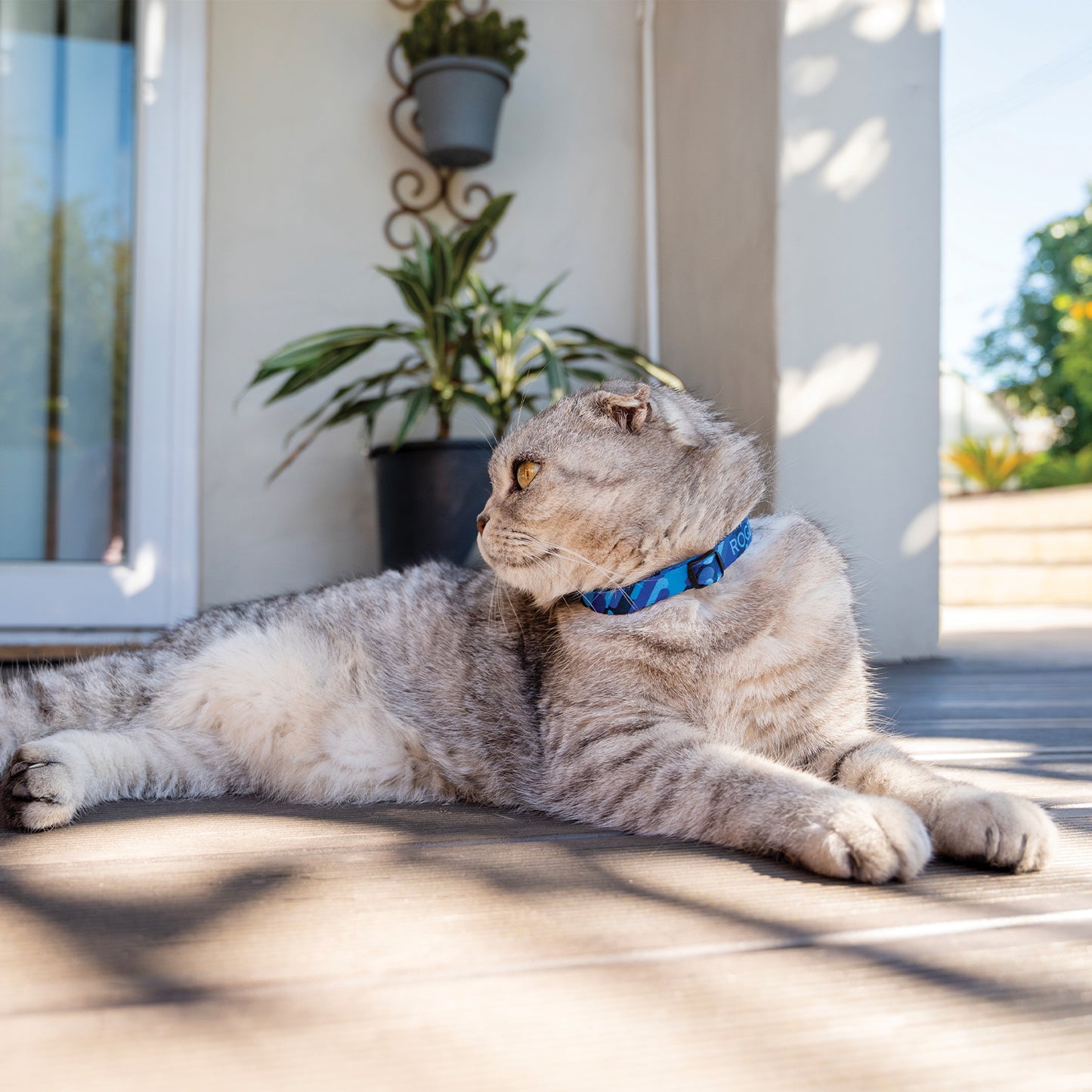 Grey cat wearing a Rogz FusionCat Classic Safety Collar in Geo Blue while relaxing outdoors
