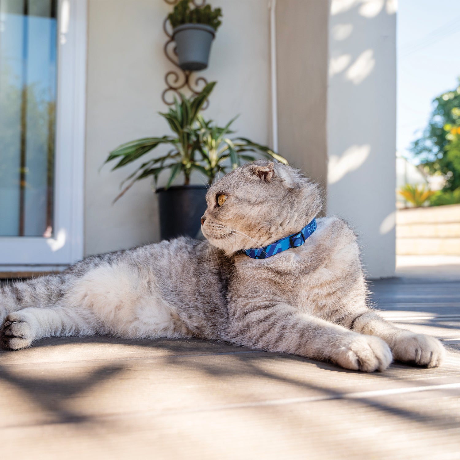 Grey cat wearing a Rogz FusionCat Classic Safety Collar in Geo Blue while relaxing outdoors