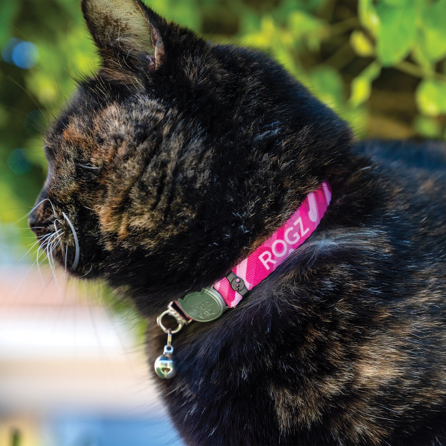 Close-up of tortoiseshell cat wearing a Rogz FusionCat Classic Safety Collar in Geo Pink with bell