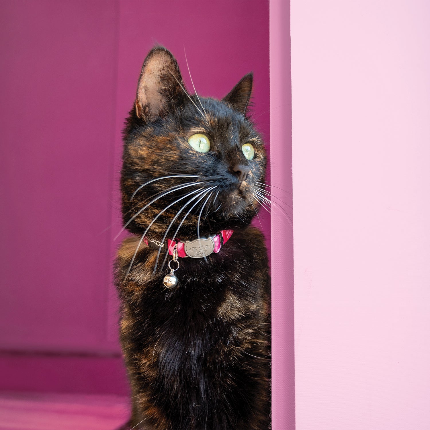 Tortoiseshell cat wearing a Rogz FusionCat Classic Safety Collar in Geo Pink against a pink background