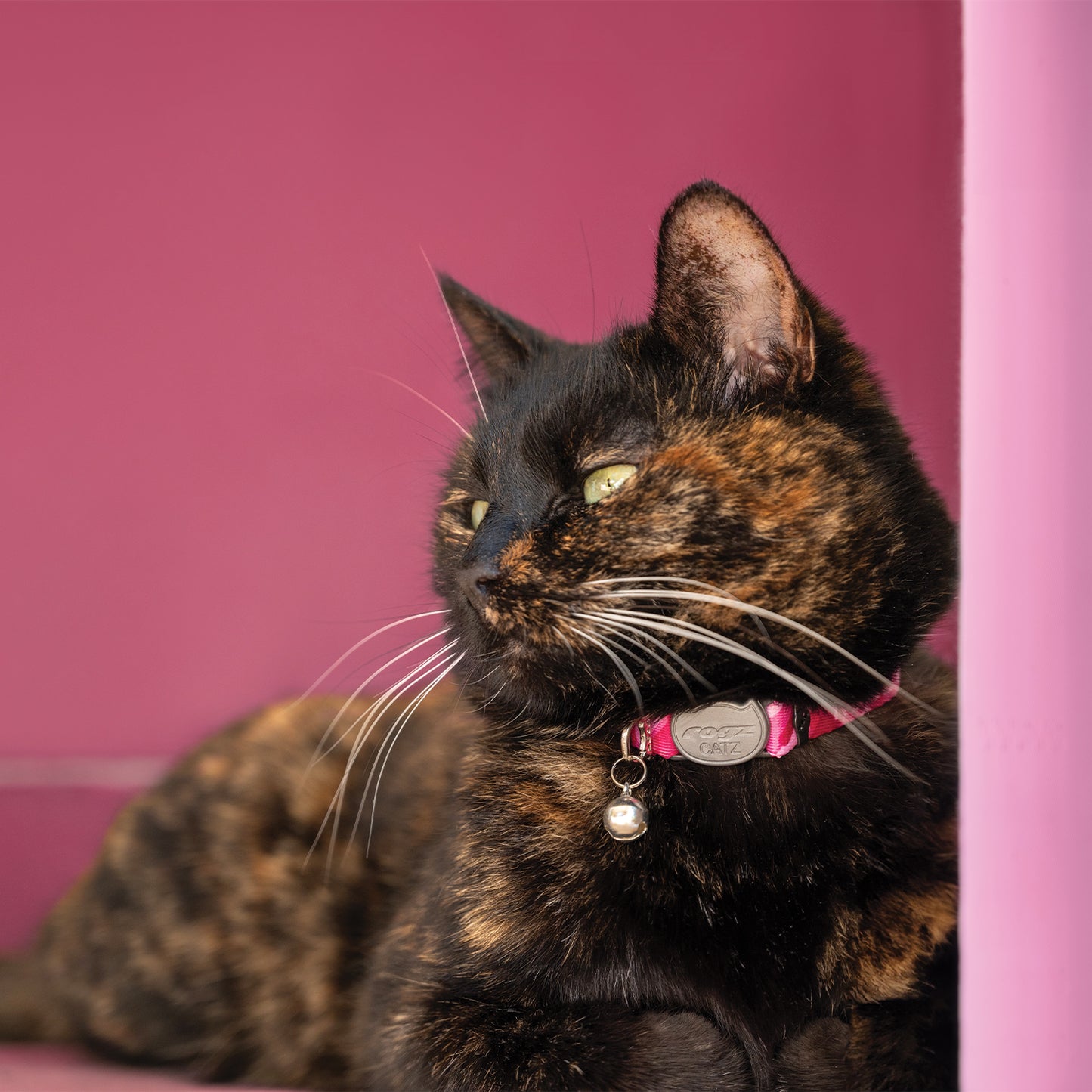 Tortoiseshell cat wearing a Rogz FusionCat Classic Safety Collar in Geo Pink with silver bell against a pink background