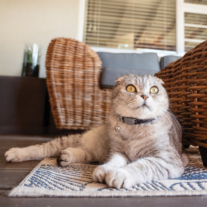 Grey cat wearing a Rogz FusionCat Classic Safety Collar in Midnight Black while lying indoors