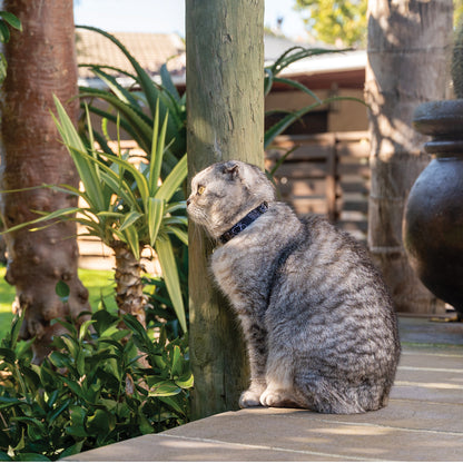 Grey cat wearing a Rogz FusionCat Classic Safety Collar in Midnight Black while sitting outdoors