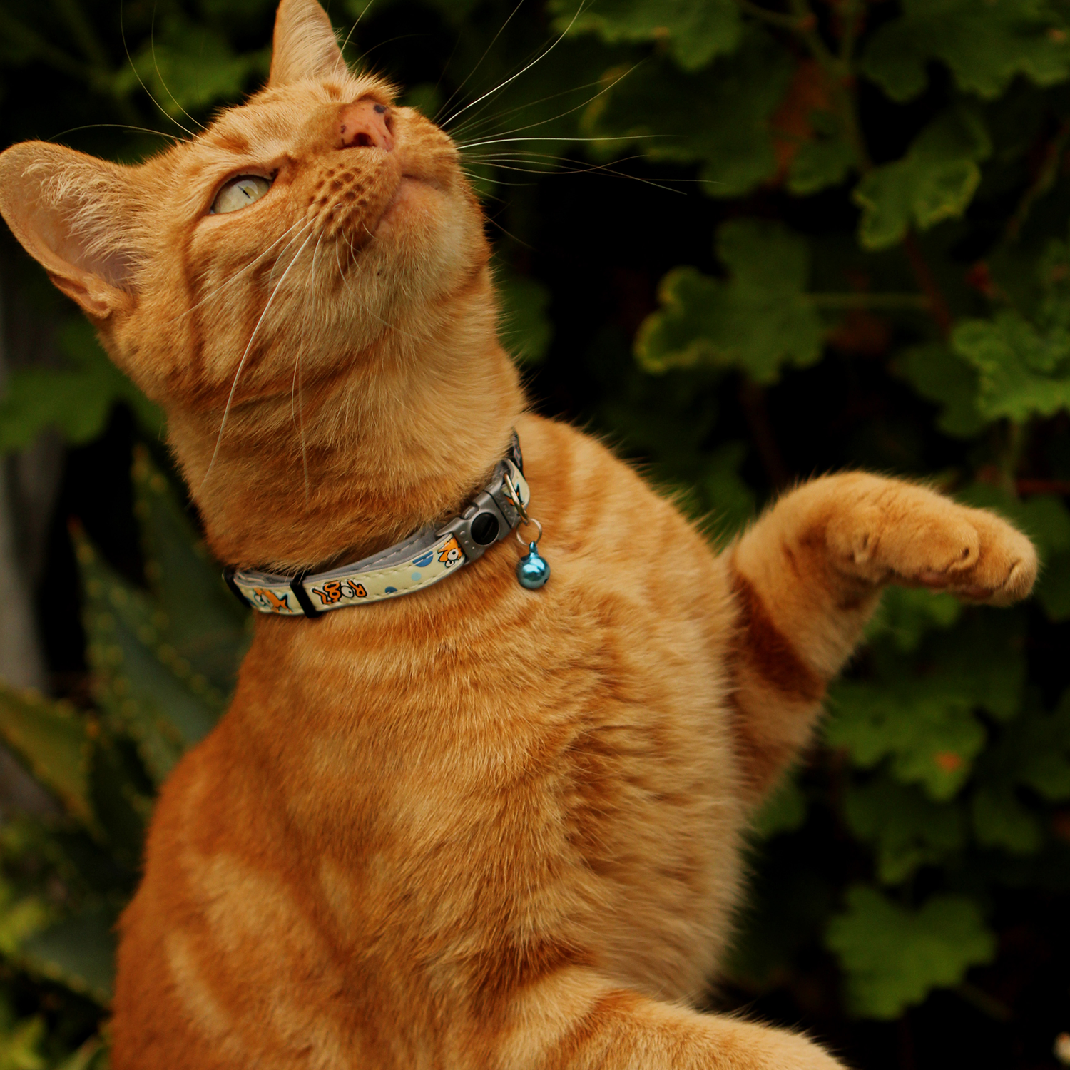 Ginger cat wearing a Rogz GlowCat Safety Collar i blue bell outdoors