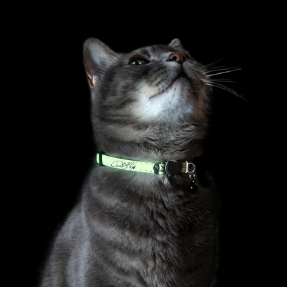 Grey cat wearing a glowing Rogz GlowCat Safety Collar in the dark