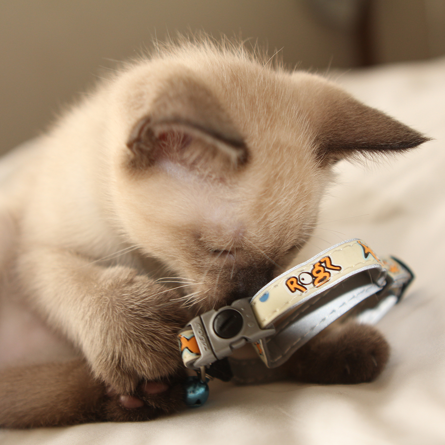 Kitten lying with a Rogz GlowCat Safety Collar with blue bell