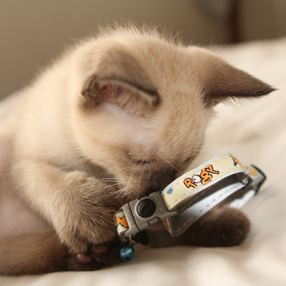Kitten lying with a Rogz GlowCat Safety Collar with blue bell