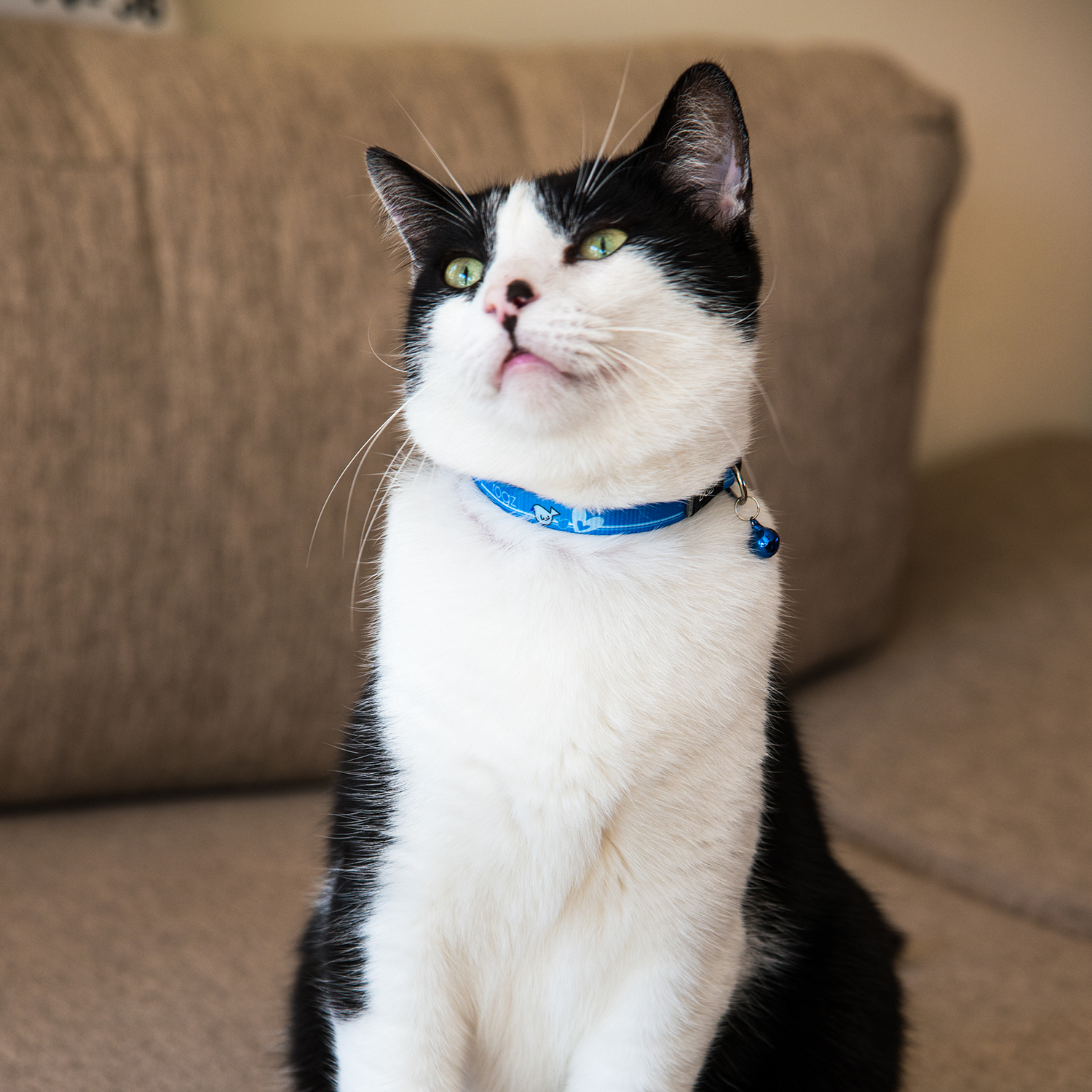 Black and white cat wearing a Rogz KiddyCat Safety Collar in Blue while sitting indoors