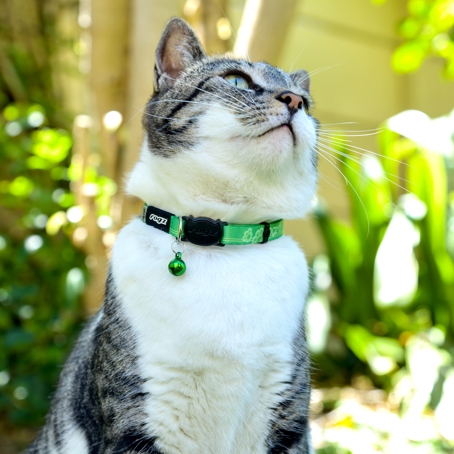 Tabby and white cat wearing a Rogz KiddyCat Safety Collar in Lime with bell outdoors