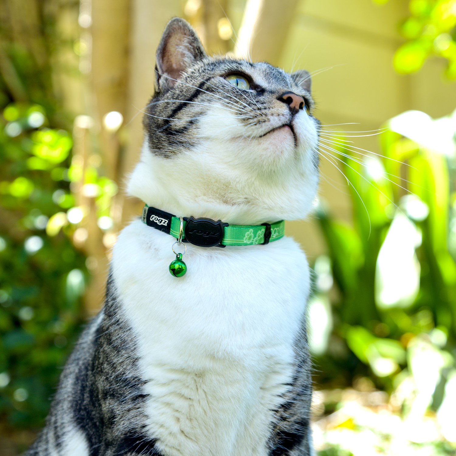 Tabby and white cat wearing a Rogz KiddyCat Safety Collar in Lime with bell outdoors