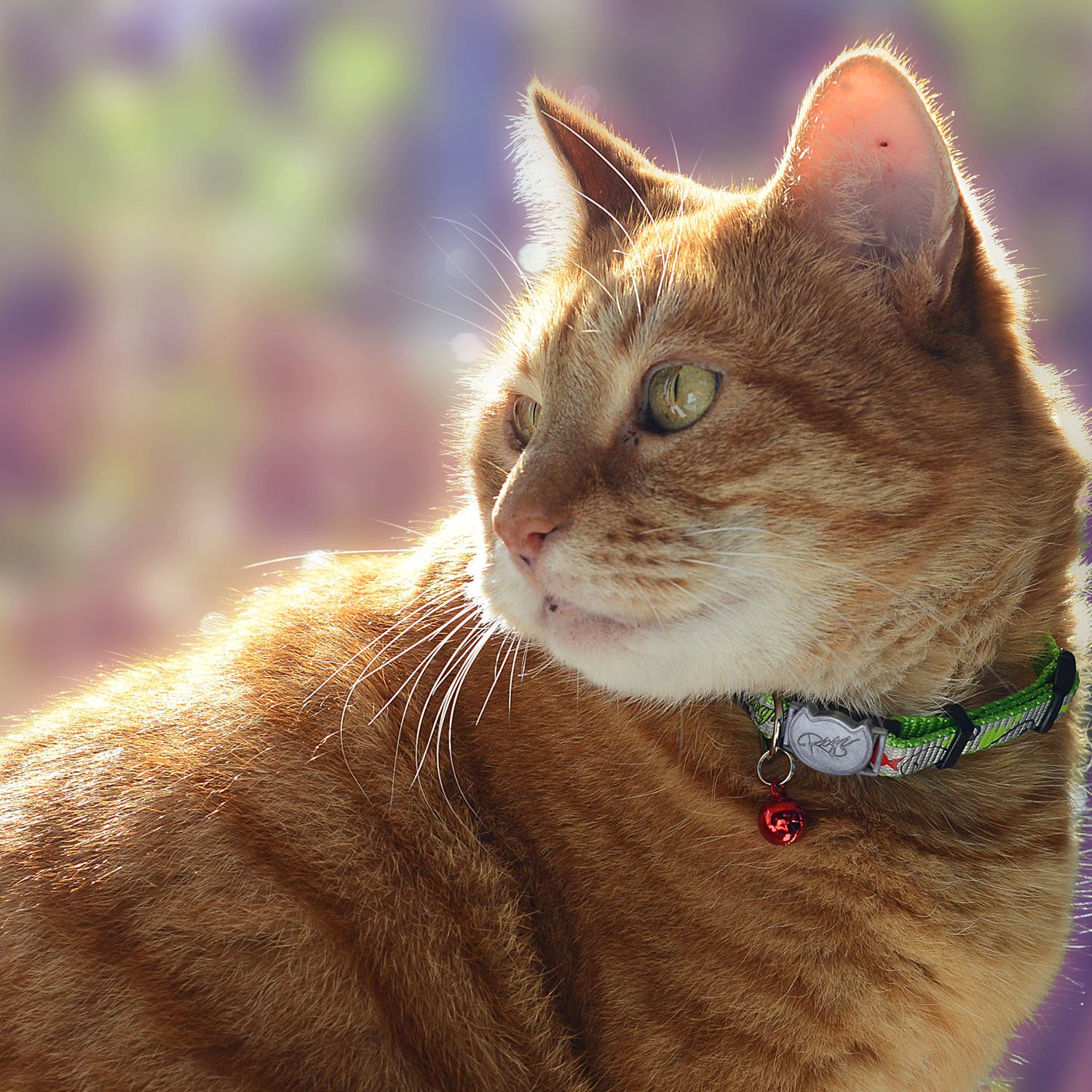 Ginger cat wearing a Rogz ReflectoCat Safety Collar in Lime with bell outdoors