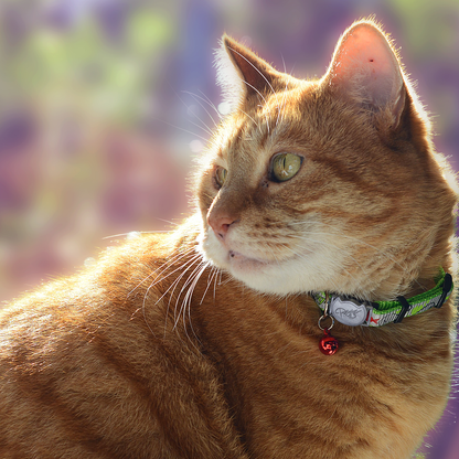 Ginger cat wearing a Rogz ReflectoCat Safety Collar in Lime with bell outdoors