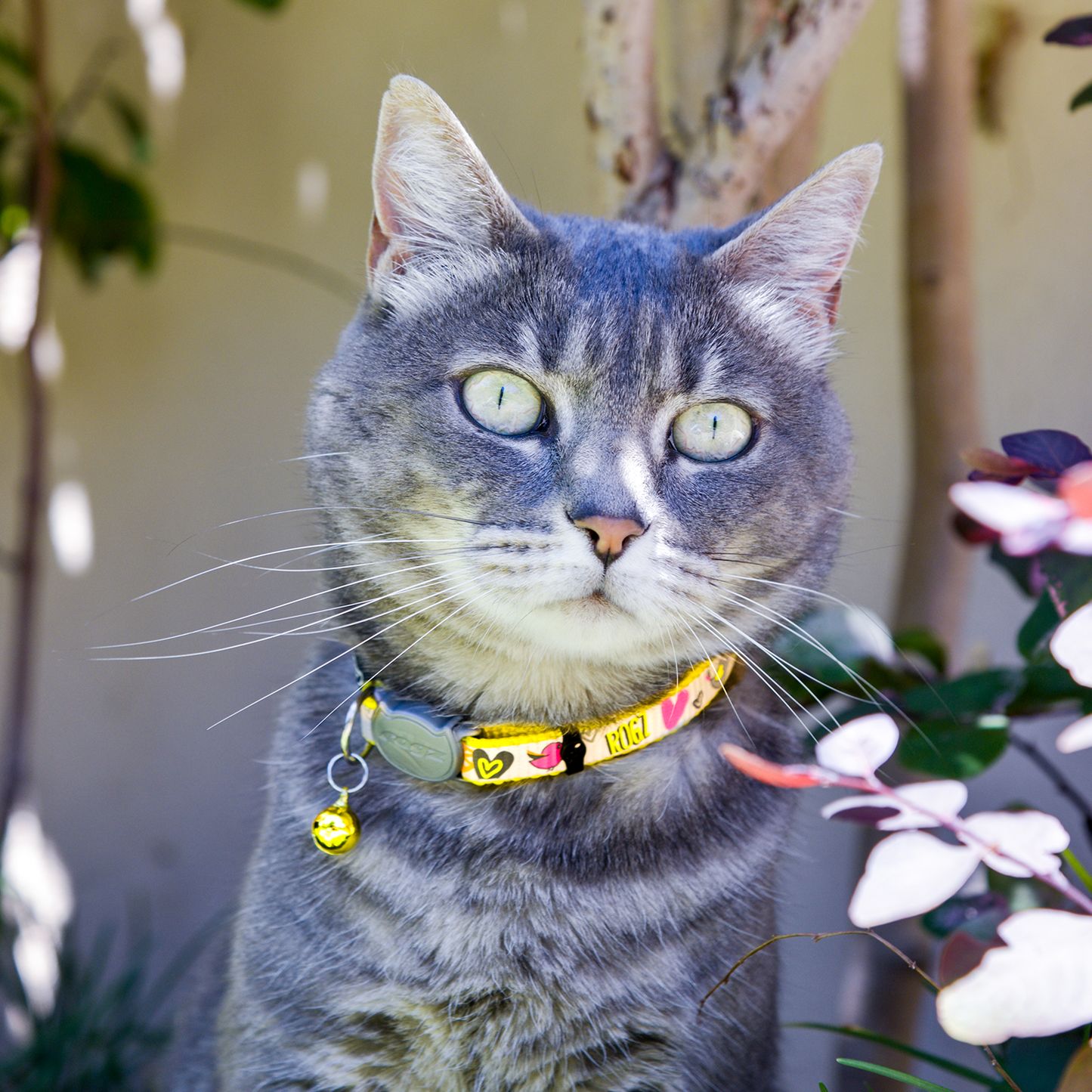 Grey cat wearing a Rogz ReflectoCat Safety Collar in Yellow with bell outdoors