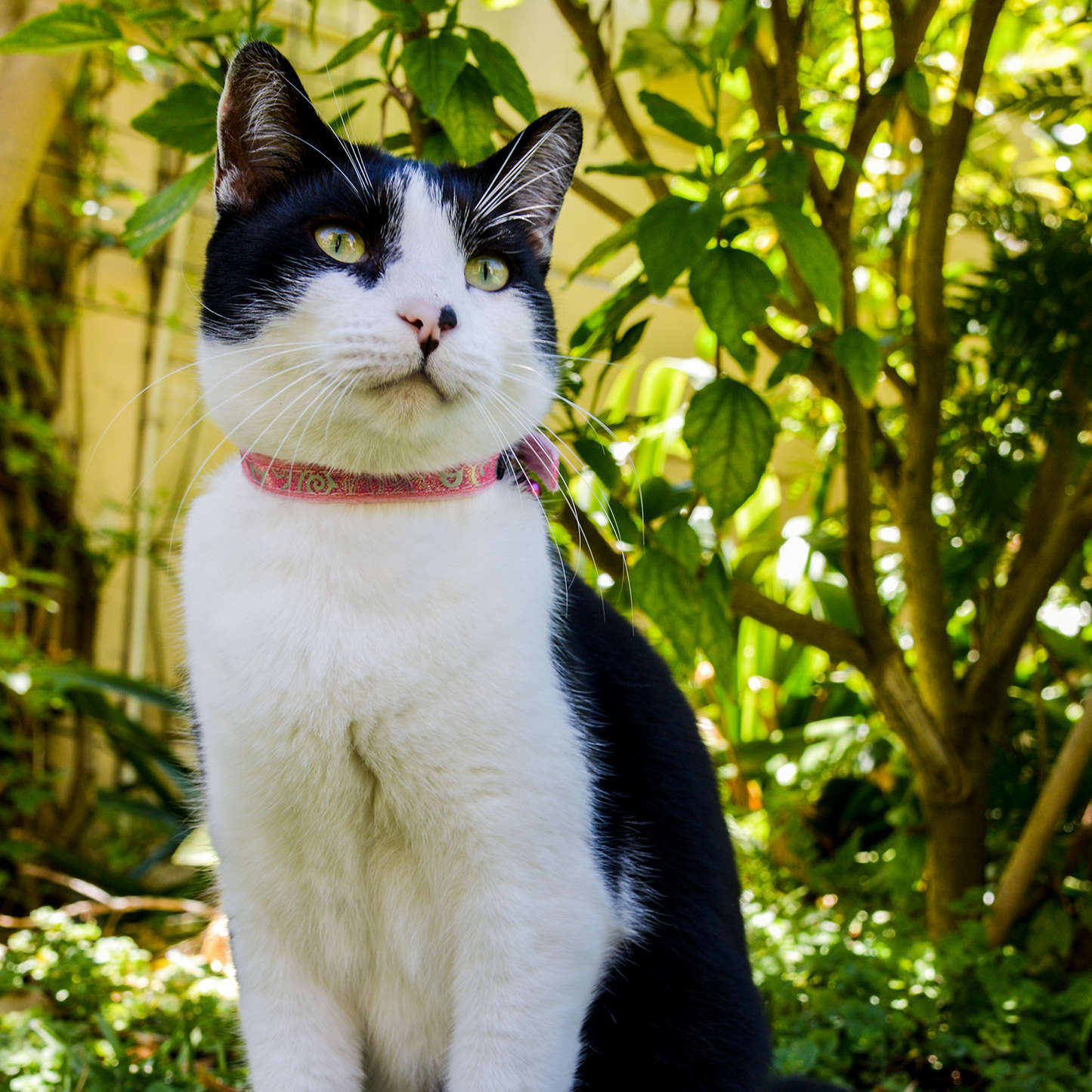 Black and white cat wearing a Rogz SparkleCat Pin Buckle Collar in Pink while sitting in the garden