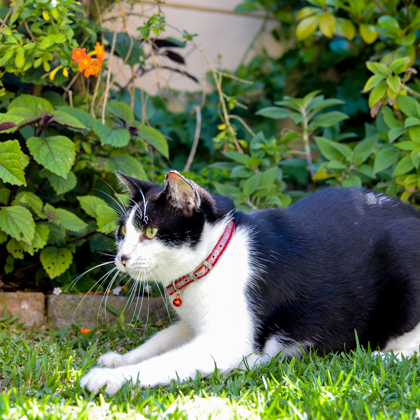 Black and white cat wearing a Rogz SparkleCat Pin Buckle Collar in red while lying on grass