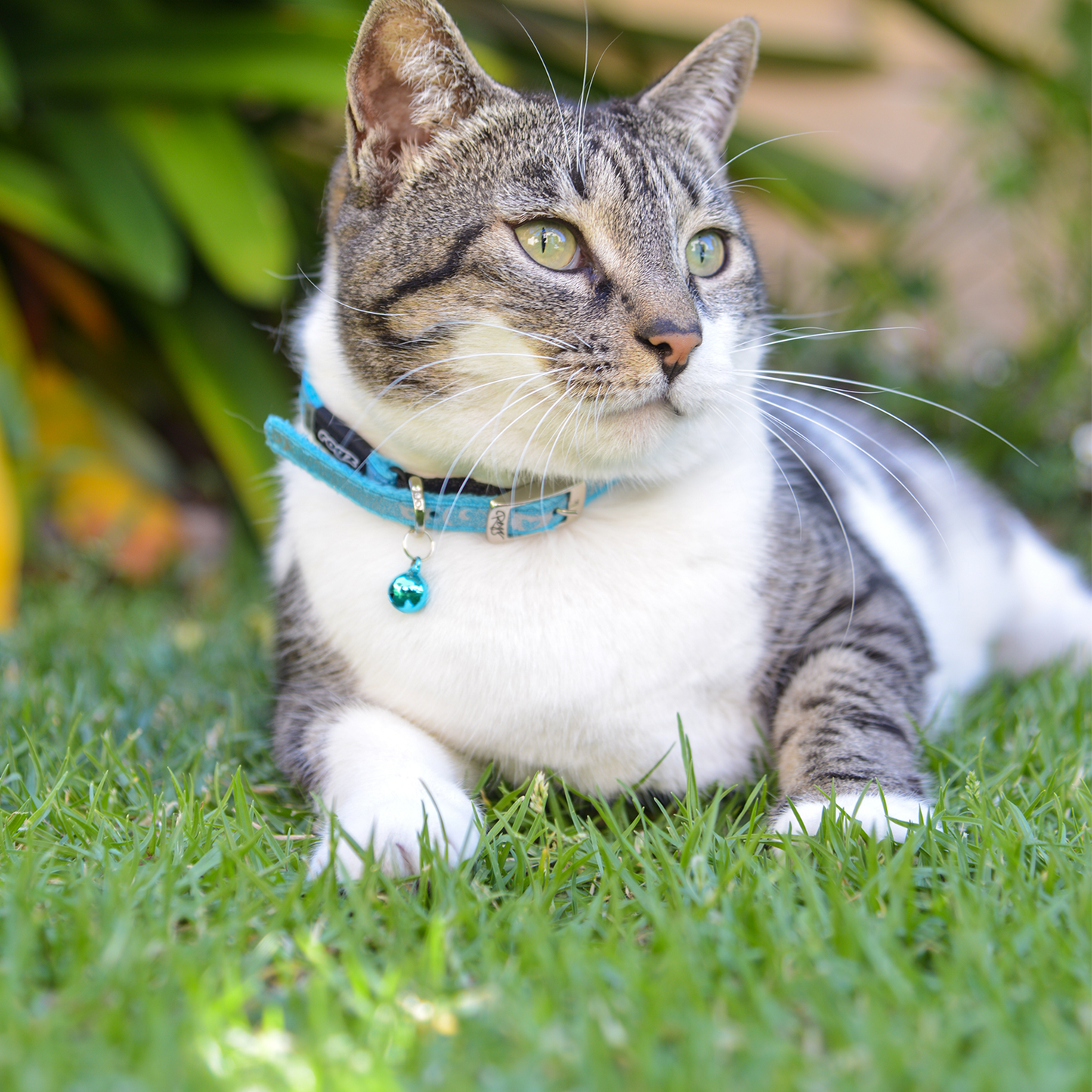 Tabby and white cat wearing a Rogz SparkleCat Pin Buckle Collar in Turquoise with matching bell outdoors`