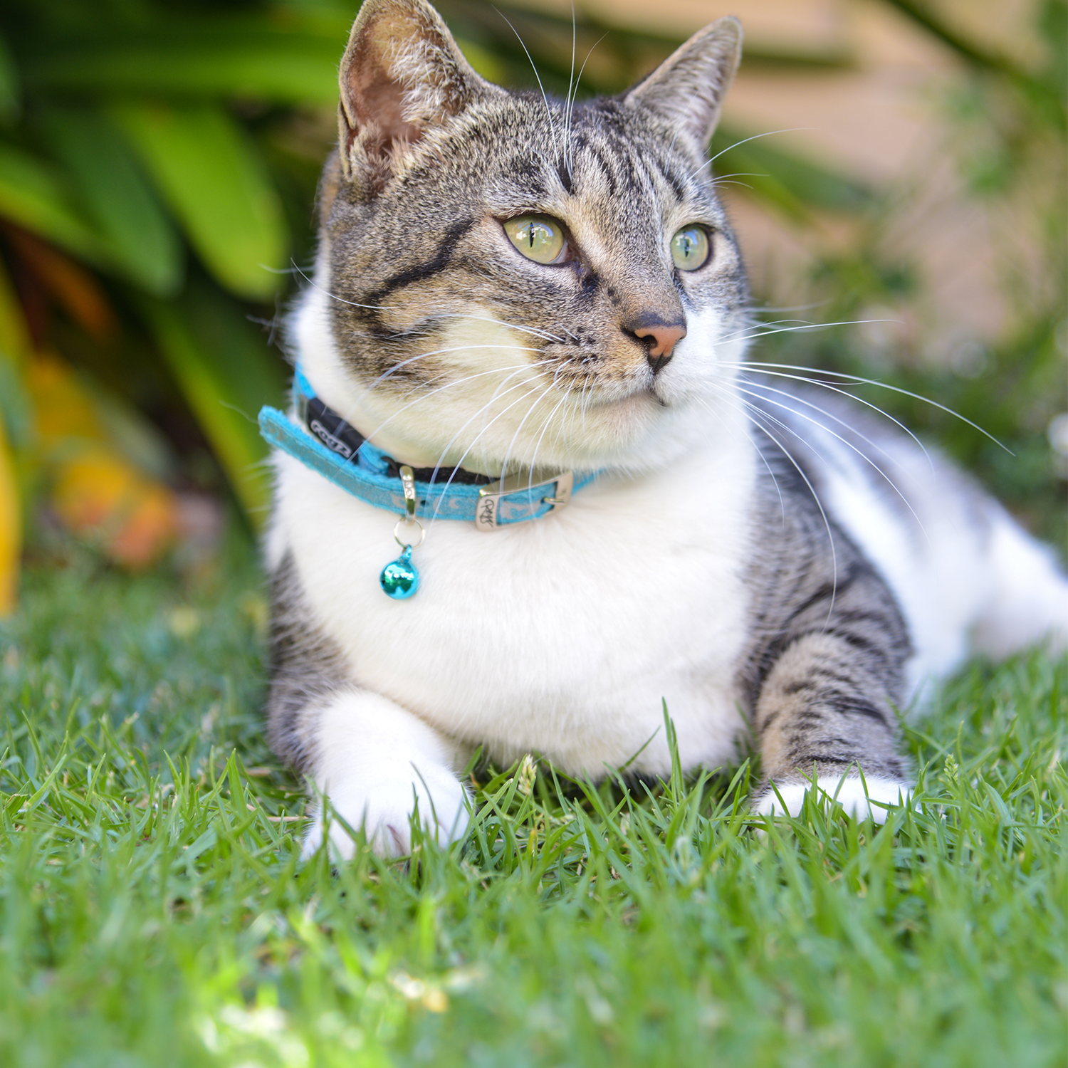 Tabby and white cat wearing a Rogz SparkleCat Pin Buckle Collar in Turquoise with matching bell outdoors`