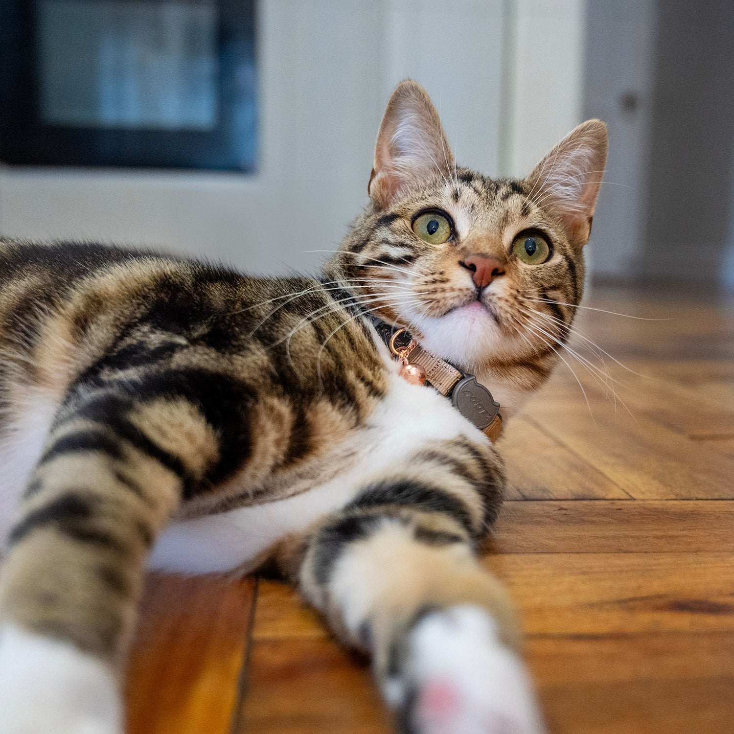 Tabby cat wearing a Rogz UrbanCat Safety Collar in Gold Rush with rose gold bell indoors