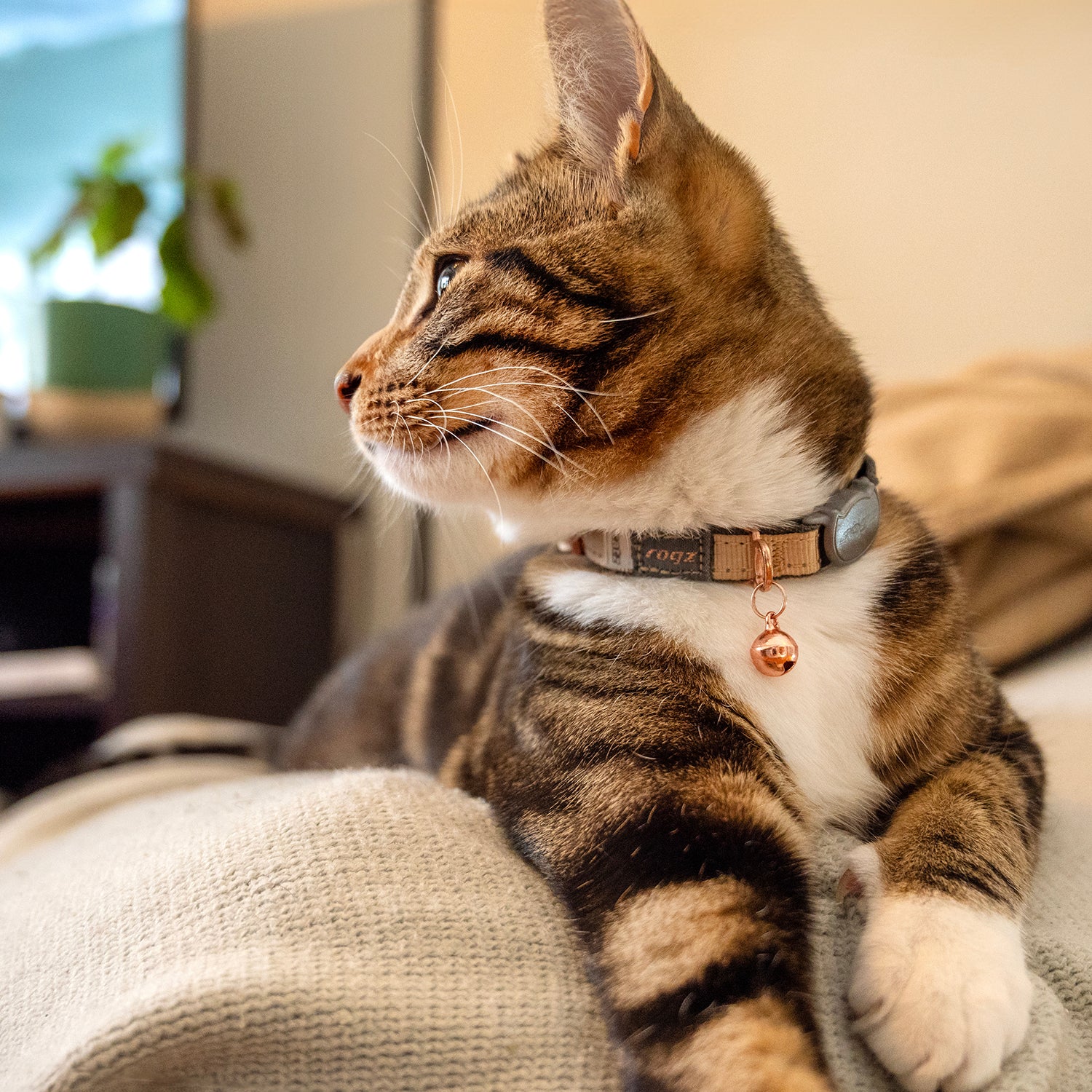Tabby cat wearing a Rogz UrbanCat Safety Collar in Gold Rush while lying indoors.